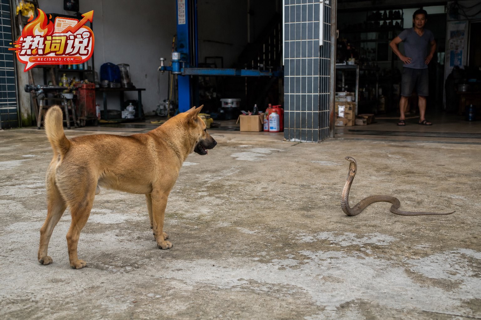 修车店门前,一只中华田园犬与眼镜蛇保持距离并警觉对峙