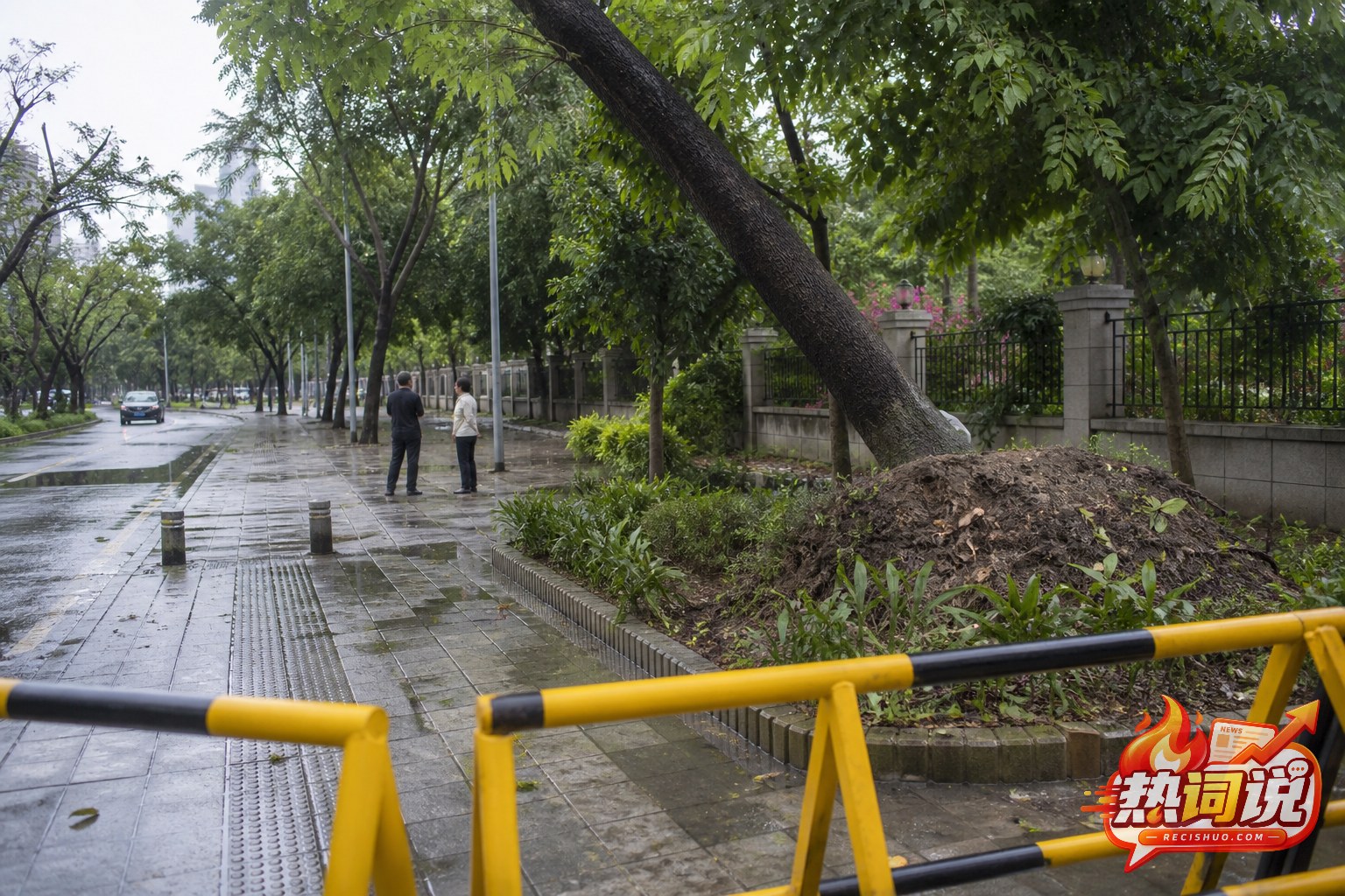 警戒设施隔离一棵根部土壤隆起的倾斜树木,附近居民保持安全距离观察
