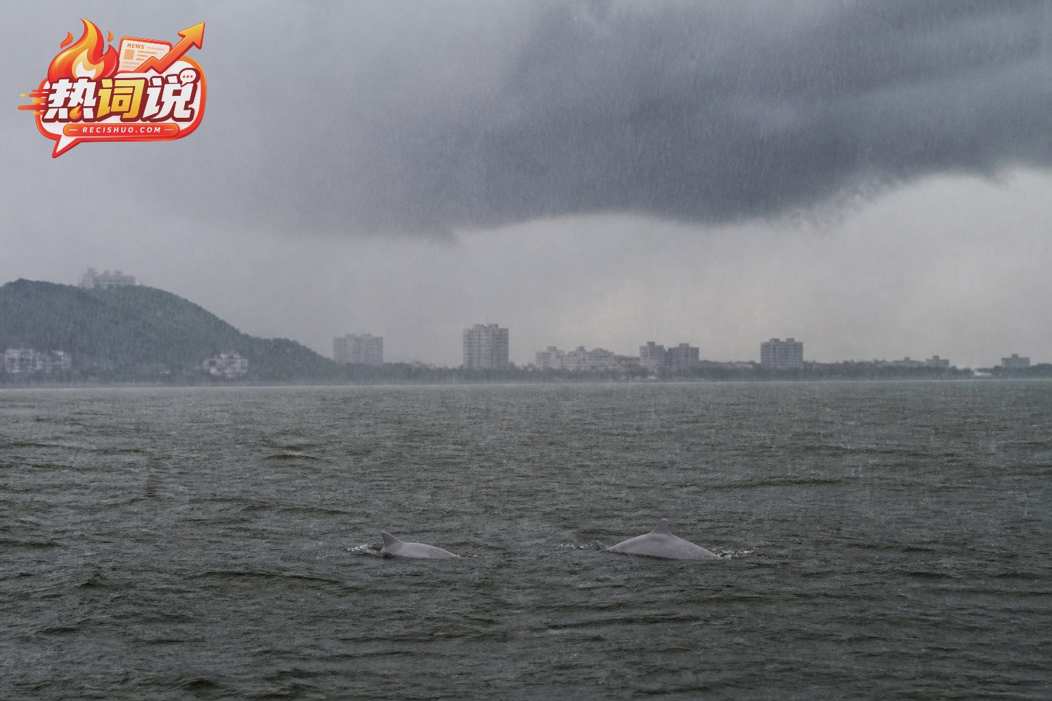 江浙沿海暴雨云幕下,两只白海豚在灰蓝色近岸水面自然浮出