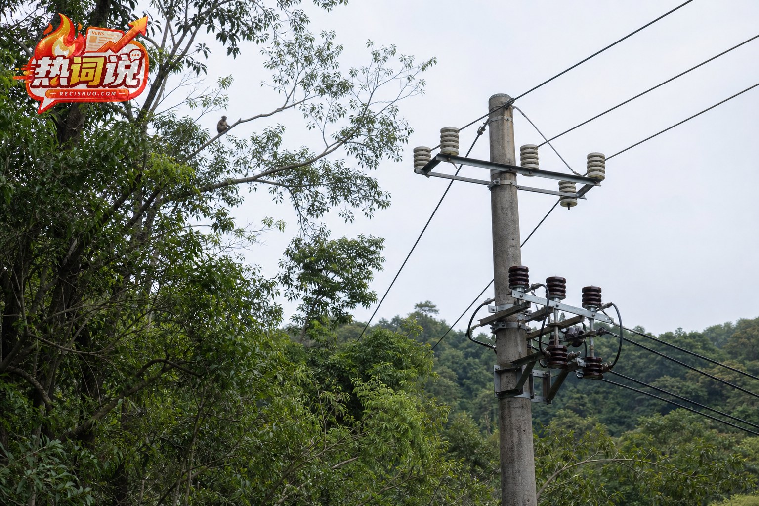林木枝条靠近架空线路,猴子在远处树枝上活动