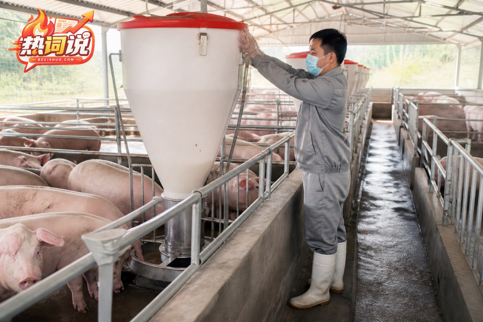 工作人员在整洁的现代化养猪场检查标准化饲料投喂设备