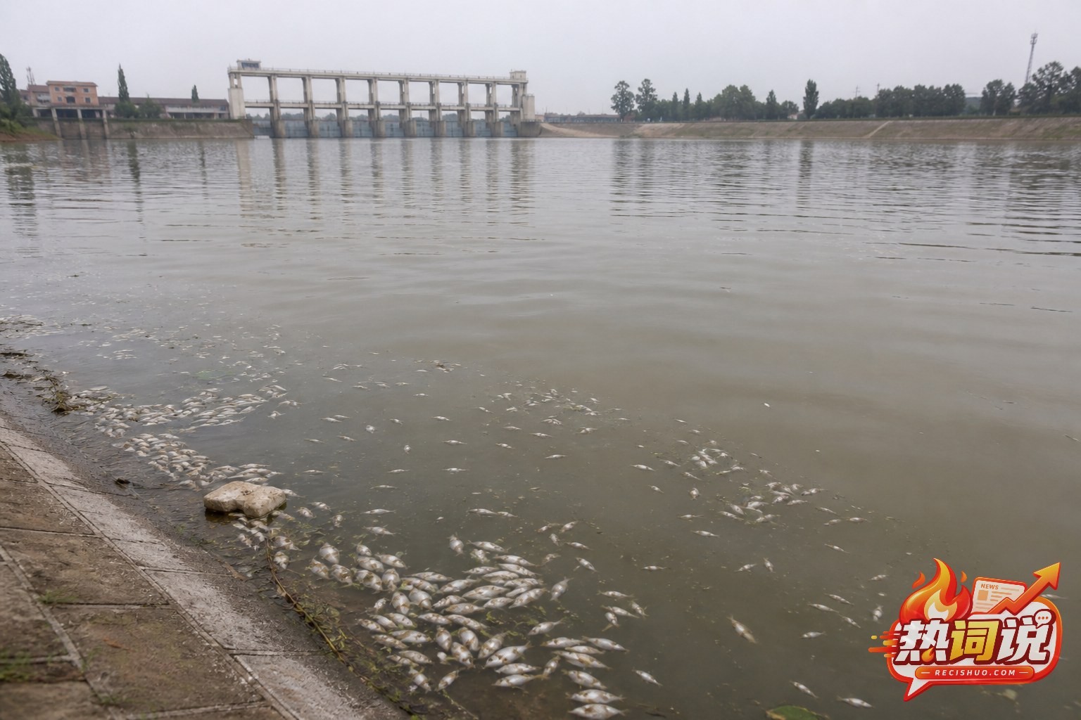 阴天里城市河道近岸漂浮大量死鱼,远处可见水闸设施