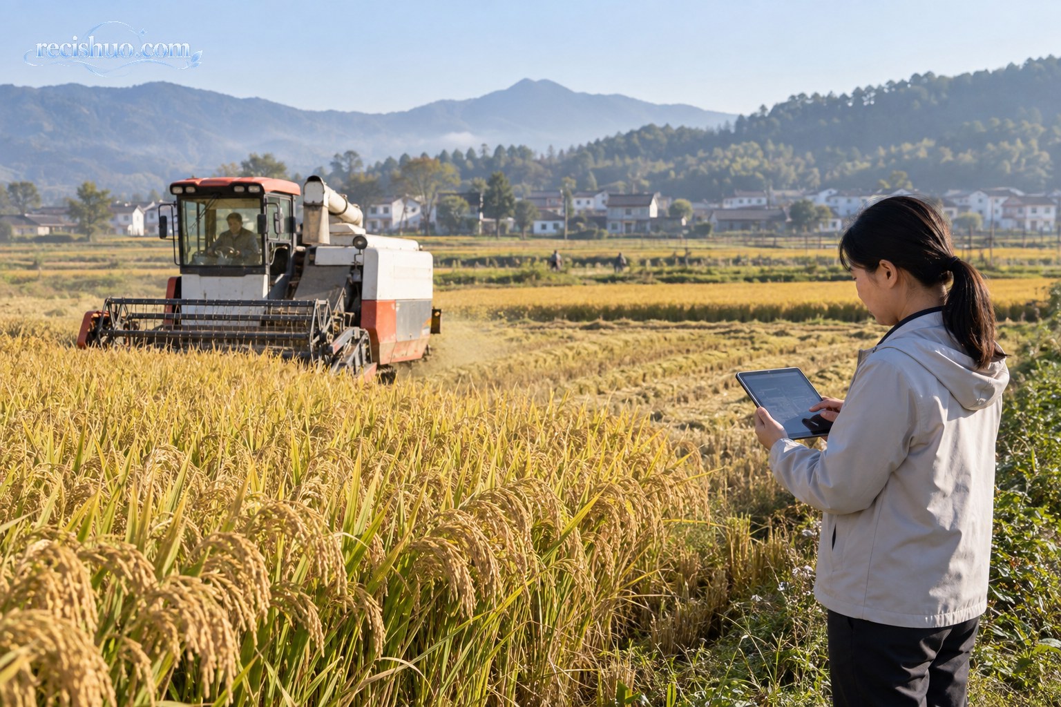 现代联合收割机在金色稻田作业,农技人员在田边查看生产信息