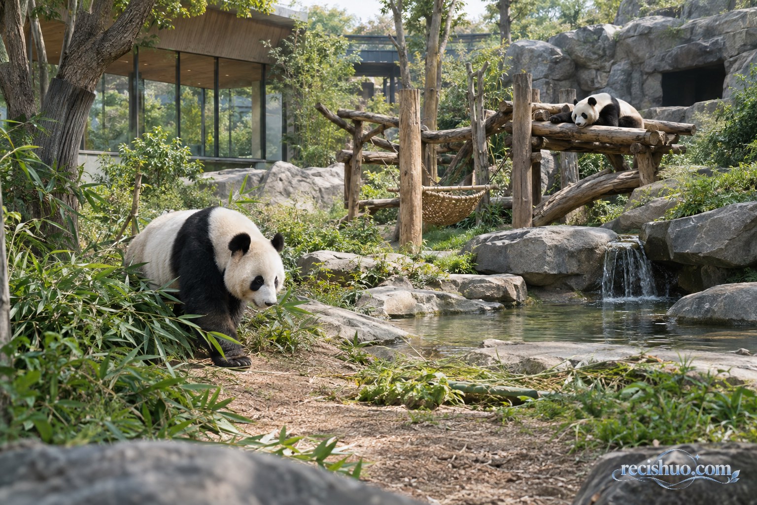 两只大熊猫在设有原木、竹林和水池的自然化场馆中活动