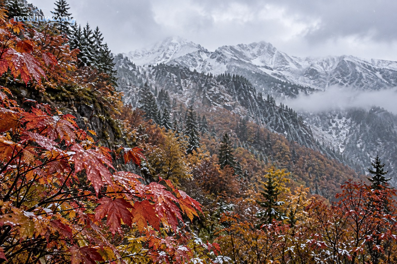 湿润红叶、山林与覆有薄雪的高处山脊同框