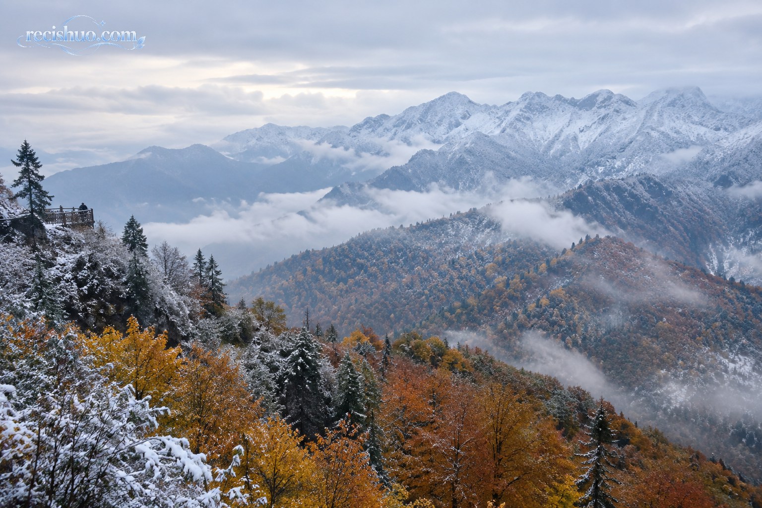 云雾中的高山薄雪与橙黄色秋林相互映衬