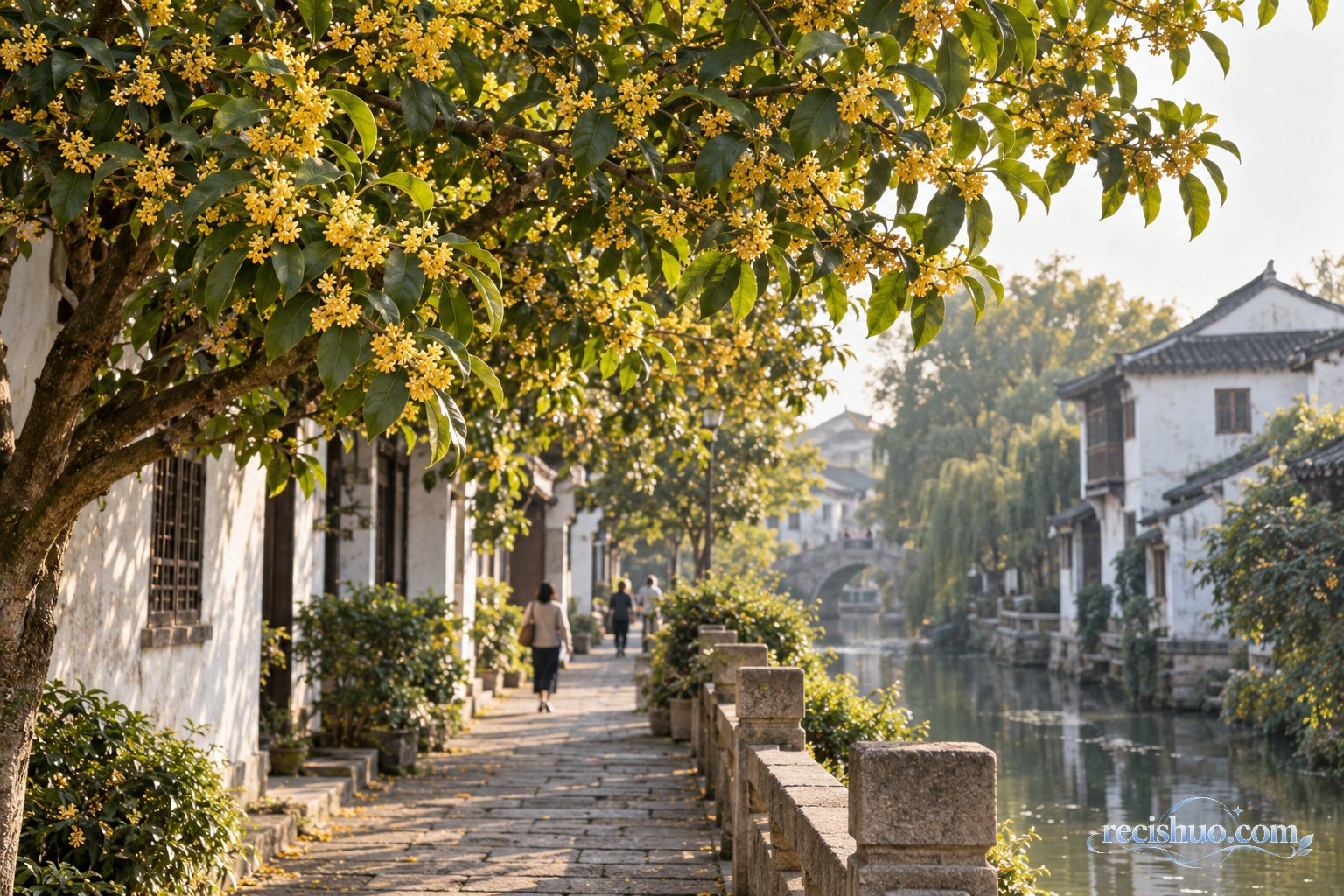 秋日阳光下桂花盛开的苏州河畔街巷