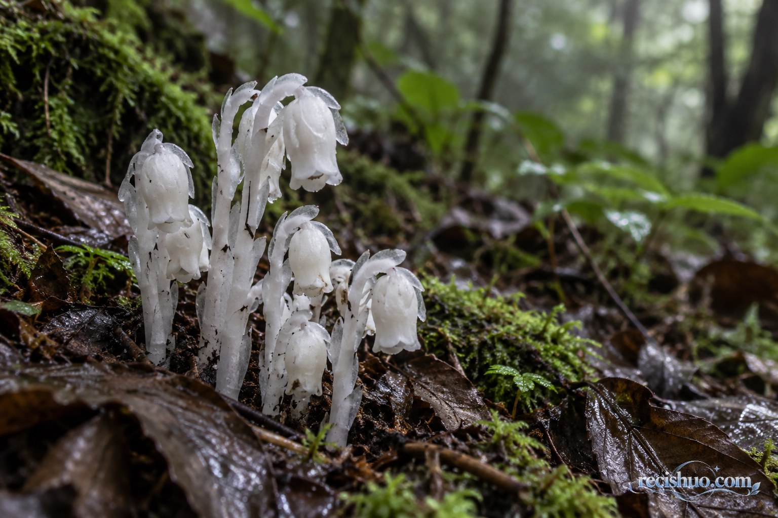 水晶兰从潮湿森林的落叶和苔藓之间露出地表