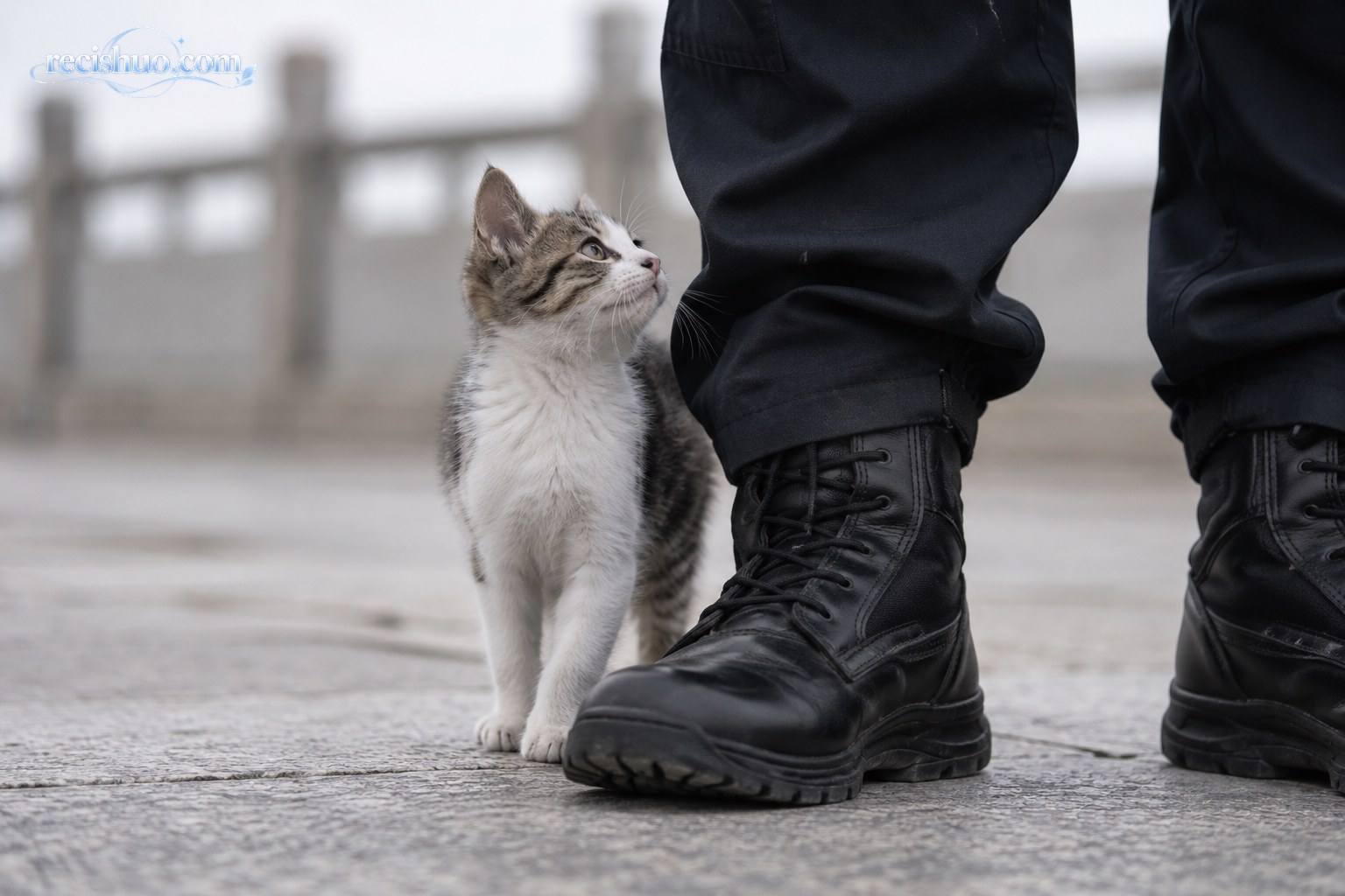 小猫停在执勤人员靴旁抬头观察的近景示意画面