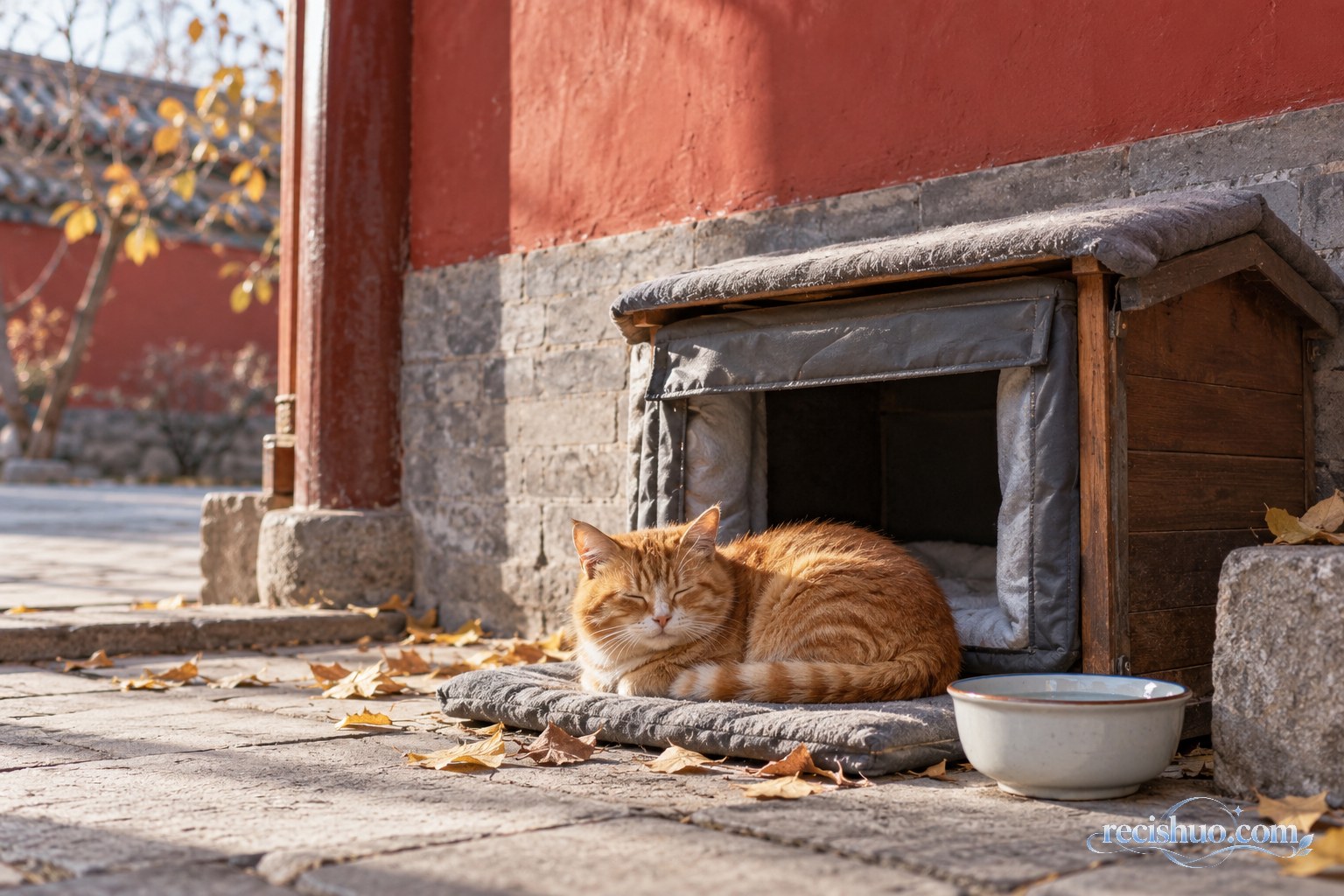 橘猫在红墙院落的防风猫窝旁安稳休息
