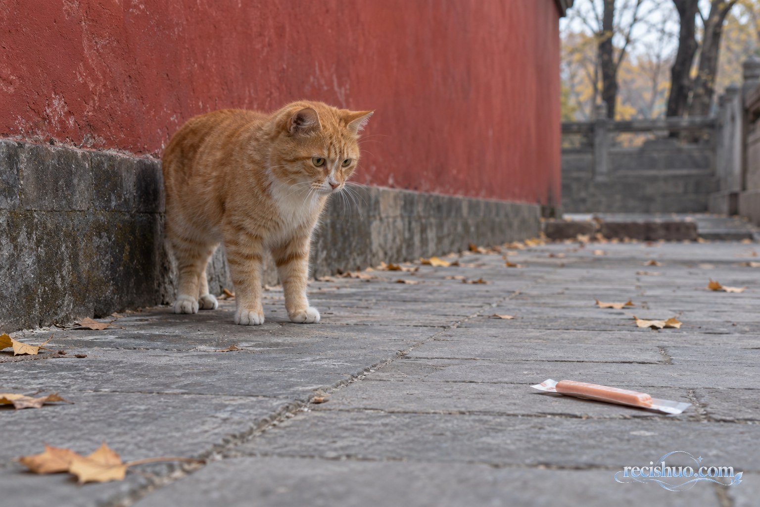红墙边的橘猫警惕观察地面上尚未拆封的猫条