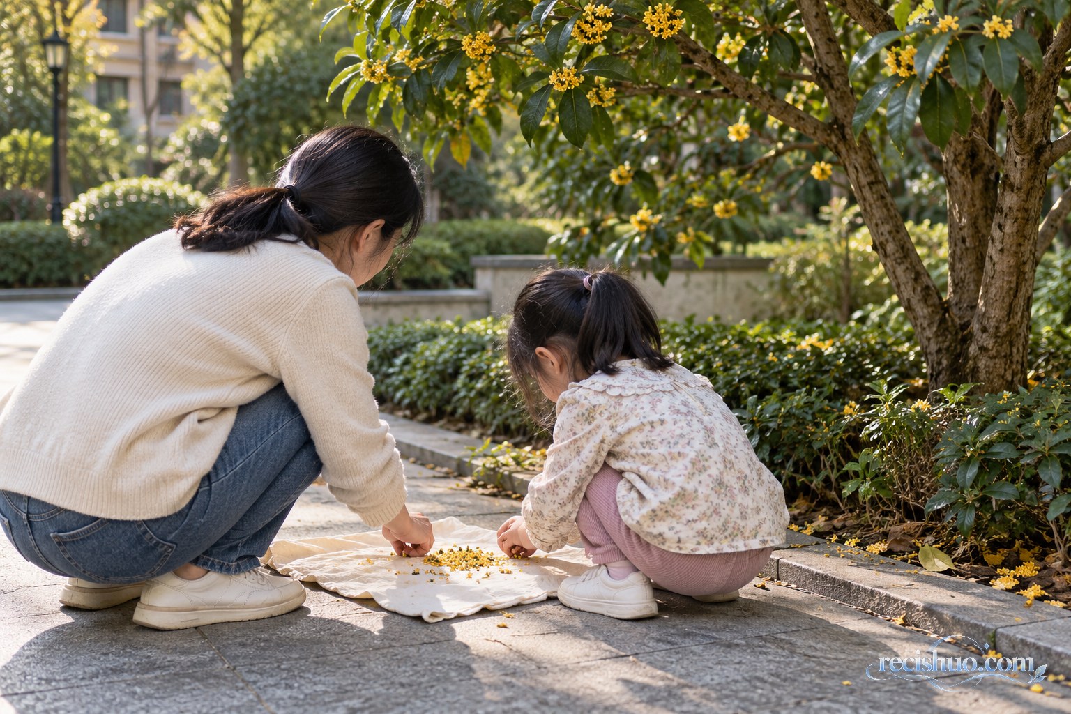 家长和孩子在桂花树旁观察并整理落在干净布面上的桂花