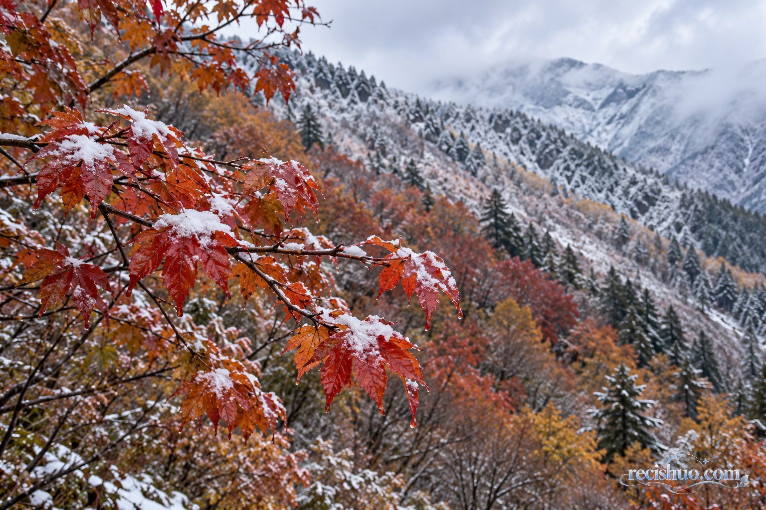 覆有薄雪的红叶枝条与远处白雪山坡形成层次